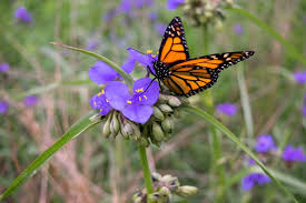 Image result for monarch butterfly