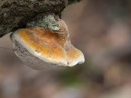 Attēlu rezultāti vaicājumam “Inonotus rheades”