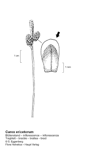 Attēlu rezultāti vaicājumam “Carex ericetorum”