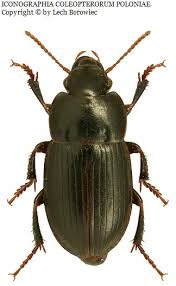 Attēlu rezultāti vaicājumam “Harpalus sp.”