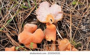 Attēlu rezultāti vaicājumam “Tremiscus helvelloides”