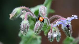 Attēlu rezultāti vaicājumam “Borago officinalis bud”