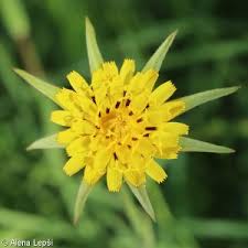 Attēlu rezultāti vaicājumam “Tragopogon pratensis subsp. pratensis leaf”