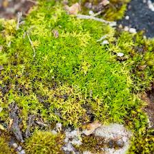 Attēlu rezultāti vaicājumam “Tortella inclinata”