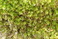 Attēlu rezultāti vaicājumam “Pohlia nutans”