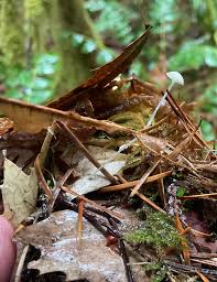 Attēlu rezultāti vaicājumam “Hemitrichia leiotricha spores”