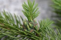 Attēlu rezultāti vaicājumam “Sacchiphantes abietis”