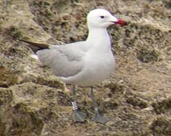 Image result for Larus audouinii