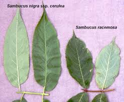 Attēlu rezultāti vaicājumam “Sambucus nigra leaf”
