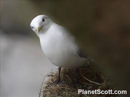 Attēlu rezultāti vaicājumam “Rissa tridactyla”