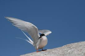 Image result for Sterna dougallii