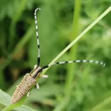 Attēlu rezultāti vaicājumam “Agapanthia villosoviridescens”