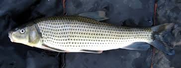 Image result for Minytrema melanops