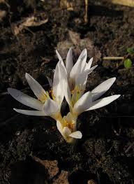 Attēlu rezultāti vaicājumam “Colchicum szovitsii subsp. szovitsii flower”
