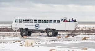 Image result for tundra buggy