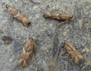 Attēlu rezultāti vaicājumam “Nyctegretis lineana”