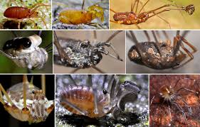 Attēlu rezultāti vaicājumam “Trichia longipalpis macro”