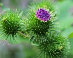 Attēlu rezultāti vaicājumam “Arctium lappa leaf”
