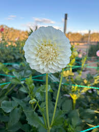 Image result for Dahlia `Snowflake`