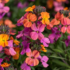 Attēlu rezultāti vaicājumam “Erysimum hieracifolium flower”