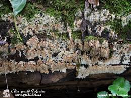 Attēlu rezultāti vaicājumam “Hydnocristella himantia”