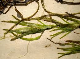 Attēlu rezultāti vaicājumam “Callitriche cophocarpa”