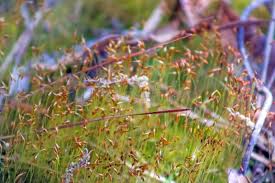 Attēlu rezultāti vaicājumam “Syntrichia ruralis var. ruralis sporophyte”