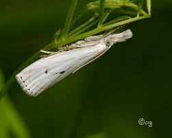 Attēlu rezultāti vaicājumam “Crambus silvella”