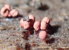 Attēlu rezultāti vaicājumam “Arcyria helvetica macro”