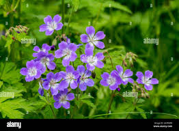Attēlu rezultāti vaicājumam “Geranium sylvaticum flower”