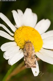 Attēlu rezultāti vaicājumam “Cryptocala chardinyi”