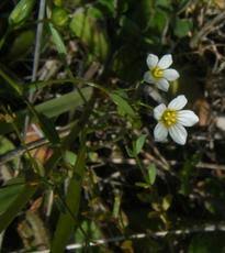 Attēlu rezultāti vaicājumam “Linum catharticum fruit”