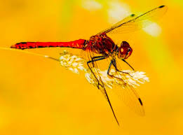 Attēlu rezultāti vaicājumam “Sympetrum sanguineum male”