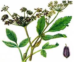 Attēlu rezultāti vaicājumam “Angelica palustris”