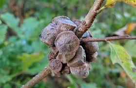 Attēlu rezultāti vaicājumam “Andricus quercuscorticis”