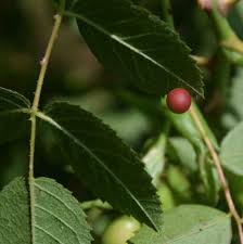 Attēlu rezultāti vaicājumam “Diplolepis eglanteriae”