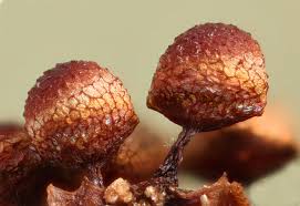 Attēlu rezultāti vaicājumam “Cribraria purpurea spores”