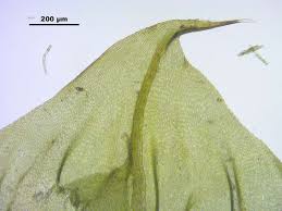 Attēlu rezultāti vaicājumam “Palustriella decipiens”