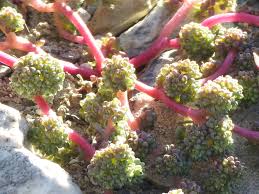 Attēlu rezultāti vaicājumam “Lactuca tatarica bud”