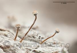 Attēlu rezultāti vaicājumam “Sclerophora farinacea”