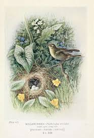 Attēlu rezultāti vaicājumam “Phylloscopus trochilus nest”