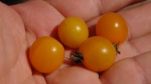 Afbeeldingsresultaat voor broad ripple yellow currant tomato