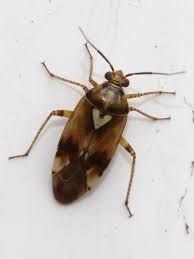 Attēlu rezultāti vaicājumam “Lygus pratensis nymph”