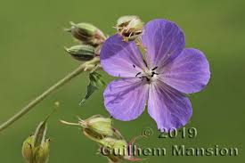 Attēlu rezultāti vaicājumam “Geranium pratense bud”