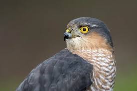 Attēlu rezultāti vaicājumam “Accipiter nisus male”