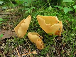 Attēlu rezultāti vaicājumam “Otidea leporina”