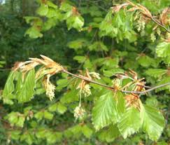 Attēlu rezultāti vaicājumam “Fagus sylvatica female flower”