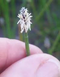 Attēlu rezultāti vaicājumam “Eleocharis quinqueflora flower”