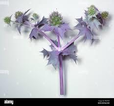 Attēlu rezultāti vaicājumam “Eryngium maritimum”