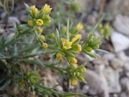 Attēlu rezultāti vaicājumam “Thesium ebracteatum leaf”